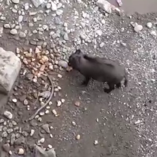 Savona, cinghiale a spasso nel centro città alla foce del Letimbro: video
