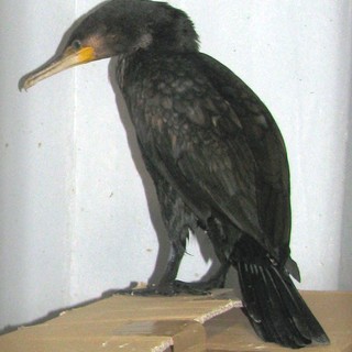 Cormorani in pericolo ad Osiglia. Enpa: "Colpevoli di mangiare i pesci"