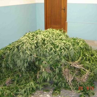 Alassio, coltivavano marijuana in casa: convalidato l'arresto