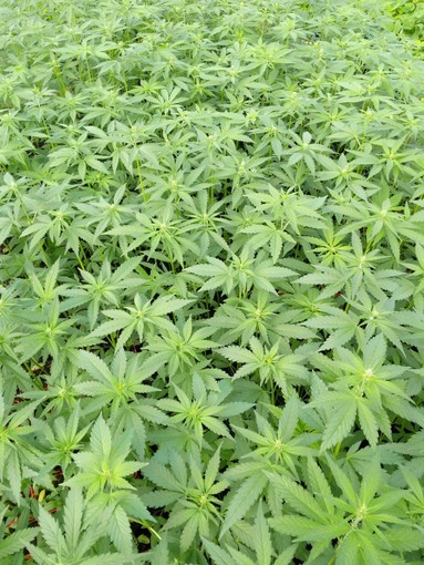 La marijuana light sostituirà le aromatiche nelle serre e nei campi di Albenga?