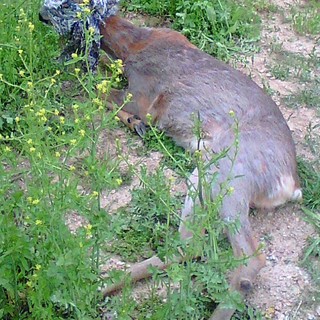 "Caprioli savonesi feriti, continua la barbarie": la denuncia dell'Enpa di Savona