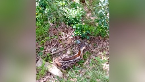 “Cuccioli selvatici, non toccateli”: l'appello delle guardie Gadit dopo il salvataggio di un capriolo ad Arnasco