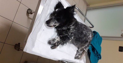 Investe e uccide un cane in auto a Savona, poi scappa: l'appello su Facebook: "Aiutatemi a trovare il responsabile"