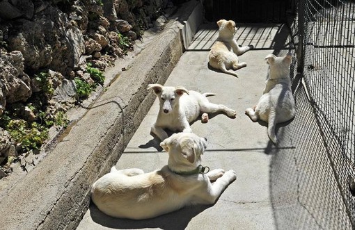 In estate massima attenzione all'abbandono di animali domestici