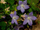 La Campanula di Noli foto Archivio Moreschi Sanremo