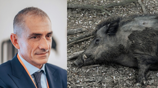 Peste suina, iniziata la posa delle reti in Liguria. Costa: "Creeremo una zona rossa"