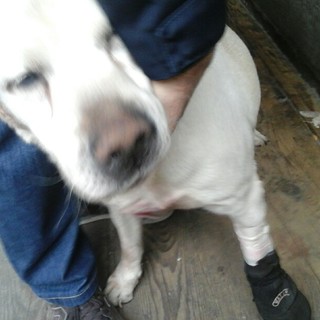 Adozione del cuore a Savona: cane anziano di Legino cerca una nuova casa