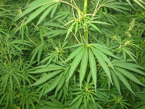 Cannabis made in Liguria, Coldiretti: "Filiera dalle grandi potenzialità, ma occorre chiarezza per le aziende" Cannabis made in Liguria, Coldiretti: "Filiera dalle grandi potenzialità, ma occorre chiarezza per le aziende"