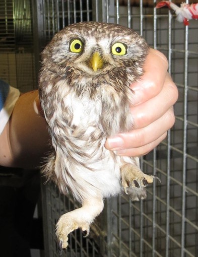 Celle Ligure, civetta intrappolata dentro un tubo di aerazione del bagno salvata dai proprietari