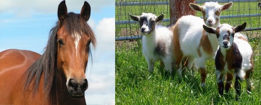 Cosseria, sette caprette e una cavalla in stato di abbandono: si accende la polemica Cosseria, sette caprette e una cavalla in stato di abbandono: si accende la polemica