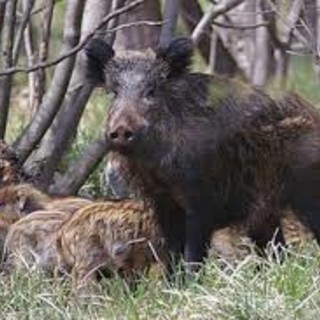 Coldiretti condanna l'invasione della fauna selvaggia: "Un grave problema che colpisce il territorio e la società"