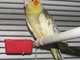 Enpa: animali esotici in città
