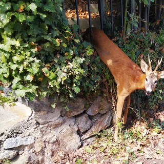 Capriolo si "incastra" in una cancellata di via Maggeni a Savona