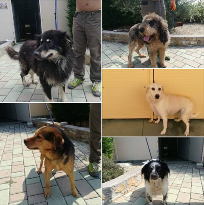 Alassio, al via campagna di adozione per i cani ritrovati a vagare sul territorio comunale