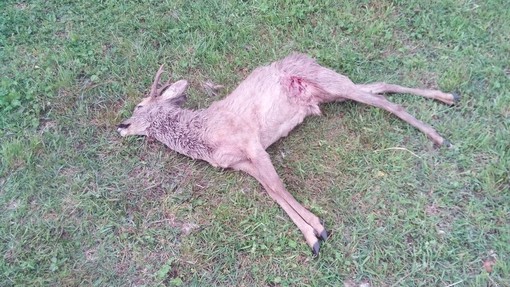 Cani sbranano capriolo nella zona di Conca Verde a Savona: denunciato il proprietario per omessa custodia Cani sbranano capriolo nella zona di Conca Verde a Savona: denunciato il proprietario per omessa custodia