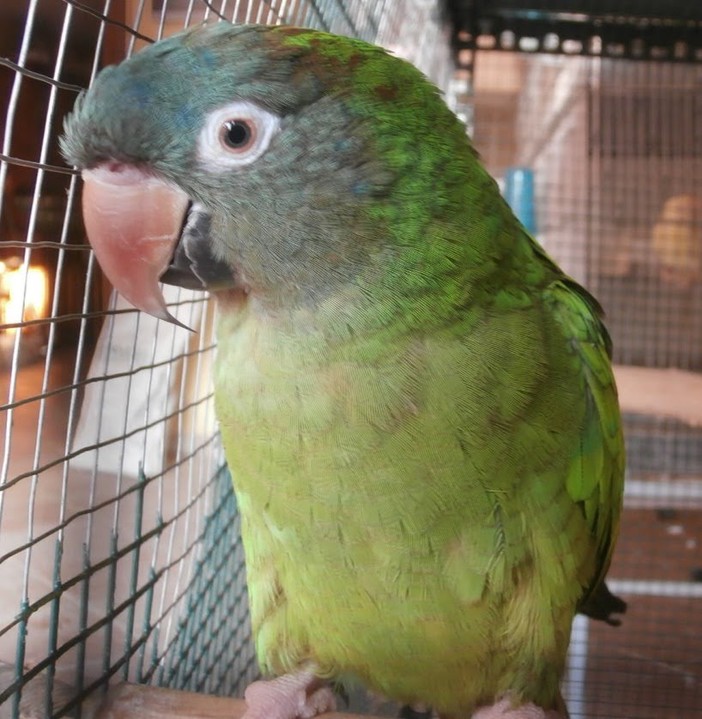 Pappagallo verde smarrito a Savona cerca i suoi proprietari