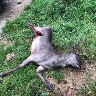 Quiliano, daino sbranato dai lupi a Tiassano: carcassa trovata a due passi dalle case Quiliano, daino sbranato dai lupi a Tiassano: carcassa trovata a due passi dalle case