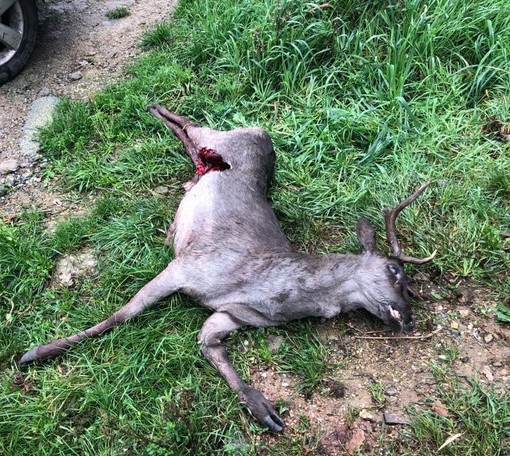 Quiliano, daino sbranato dai lupi a Tiassano: carcassa trovata a due passi dalle case Quiliano, daino sbranato dai lupi a Tiassano: carcassa trovata a due passi dalle case