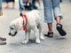 Deiezioni canine e conduzione dei cani nei luoghi pubblici: il sindaco di Carcare emana un'ordinanza per disciplinare la materia