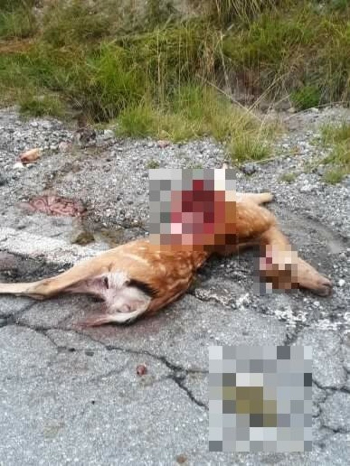 Fauna selvatica: la Regione Liguria stanzia 88mila euro per prevenire gli incidenti stradali Fauna selvatica: la Regione Liguria stanzia 88mila euro per prevenire gli incidenti stradali