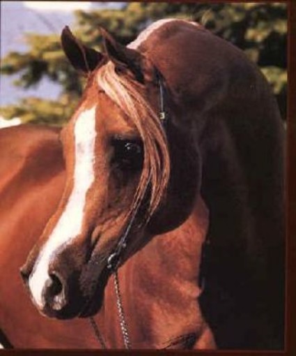 Dego: equitazione, buona prestazione per Ronchal