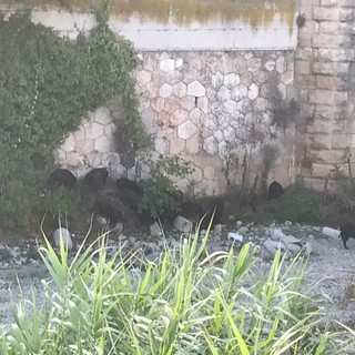 Ennesima escalation di cinghiali a Savona: ora sono 22