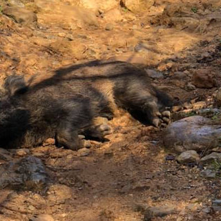 Foto tratta dal gruppo Facebook "Sei di Finale Ligure se"