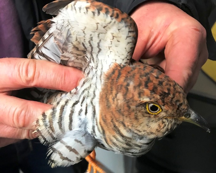 Un gruppo di gazze attacca un cuculo. Volontari Enpa soccorrono l'animale ferito Un gruppo di gazze attacca un cuculo. Volontari Enpa soccorrono l'animale ferito