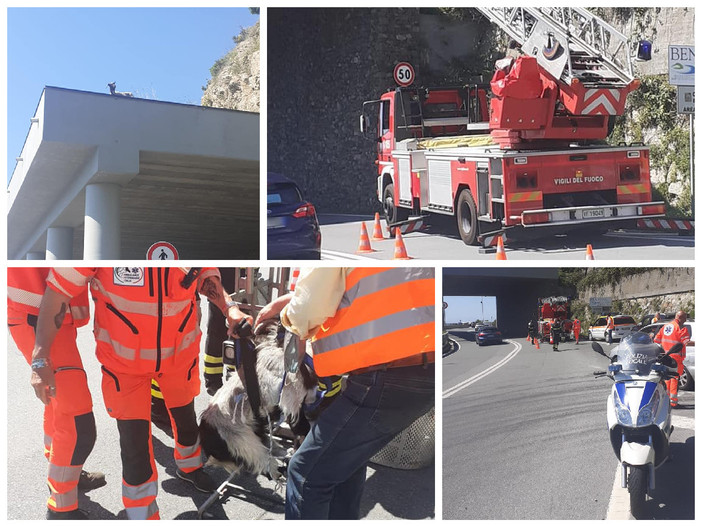 Bergeggi, salvata una capra selvatica rimasta bloccata sul tetto della galleria sulla via Aurelia (FOTO) Bergeggi, salvata una capra selvatica rimasta bloccata sul tetto della galleria sulla via Aurelia (FOTO)