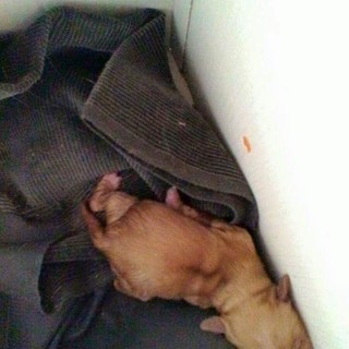 Storia a lieto fine per la cucciola buttata nella spazzatura a Loano