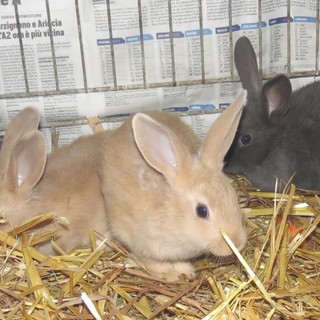 Savona, 5 coniglietti gettati nella spazzatura, si cercano i responsabili