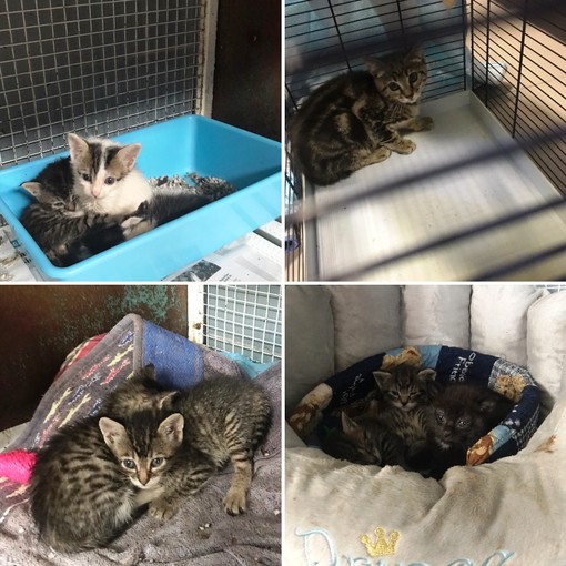 Appello dell'ENPA per trovare casa a tanti gattini bisognosi d'affetto a Savona e dintorni