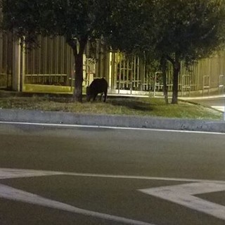 A Vado Ligure cinghiale al pascolo nella rotonda