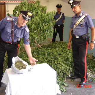 Villanova d'Albenga: scoperta e sequestrata un coltivazione di marijuana. Arrestato il proprietario