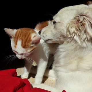 A Savona una raccolta cibo per cani e gatti