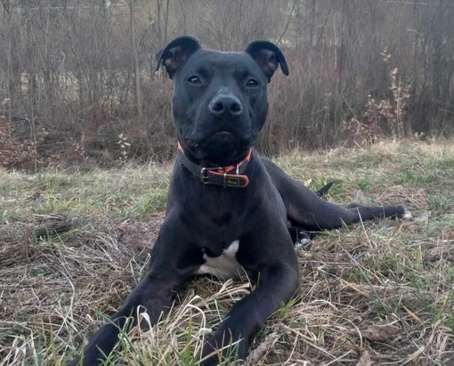 Cane ucciso a Sassello da tre colpi d'arma da fuoco, la proprietaria: "Un atto illegale e disumano, il tutto è avvenuto a 10 metri da un'abitazione"