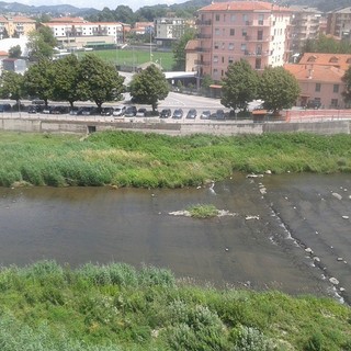 Capriolo al pascolo nel centro di Cairo Montenotte