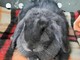 Savona, coniglio precipitato da un terrazzo soccorso dai volontari della Protezione Animali