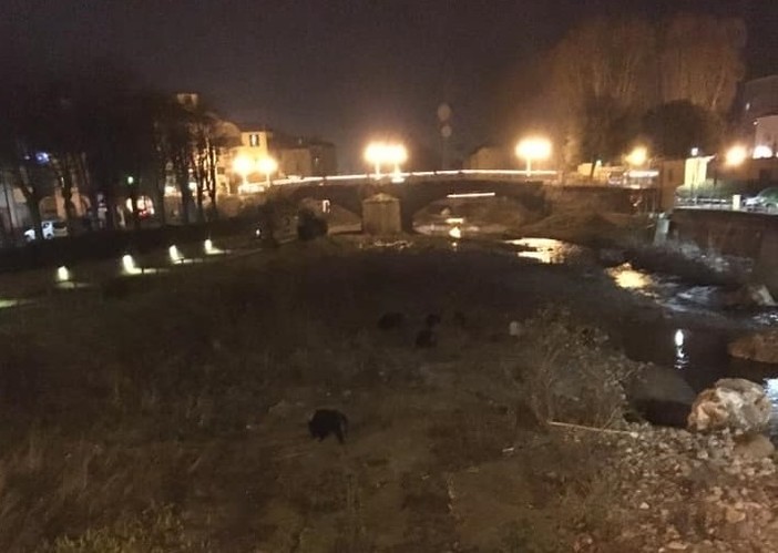 Carcare, cinghiali a spasso nel fiume Bormida (FOTO) Carcare, cinghiali a spasso nel fiume Bormida (FOTO)