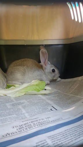 'Caccia' al coniglio nel budello di Alassio