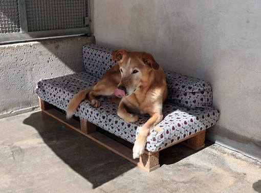 Cairo, la scuola dell'infanzia di Bragno dona materassi al canile