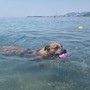Estate da bollino rosso e afa, pericolo anche per i cani Estate da bollino rosso e afa, pericolo anche per i cani