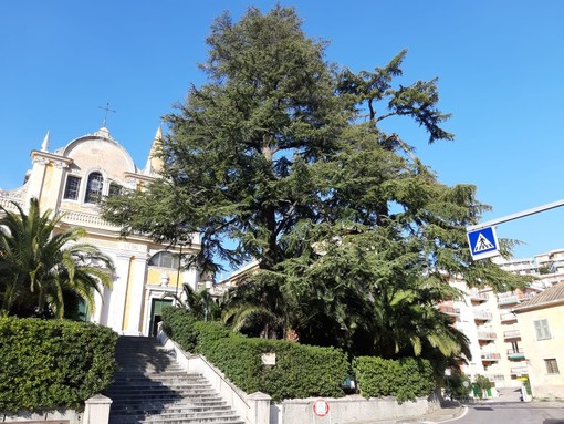 Celle, cedri pericolanti all'entrata della chiesa, la preoccupazione di Don Piero: "Garantiamo la sicurezza dei cittadini"