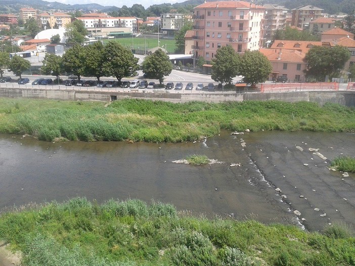 Capriolo al pascolo nel centro di Cairo Montenotte Capriolo al pascolo nel centro di Cairo Montenotte