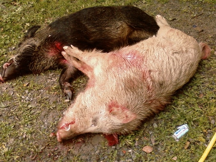 Caccia al cinghiale, i Verdi "E' sport o businnes?"