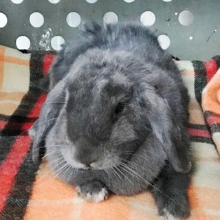 Savona, coniglio precipitato da un terrazzo soccorso dai volontari della Protezione Animali