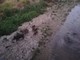 Spotorno, cinghiali a spasso in un rio vicino al centro abitato (FOTO e VIDEO)