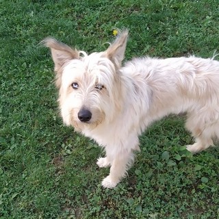 Cane abbandonato legato alla rete del canile di Cairo: "Sta bene, sono già arrivate richieste per lui"