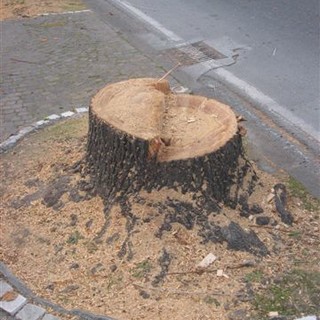 Il WWF chiede le carte delle autorizzazioni al taglio degli alberi ad alto fusto