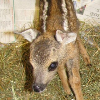 Soccorso dall'Enpa un piccolo di capriolo: e' in gravi condizioni